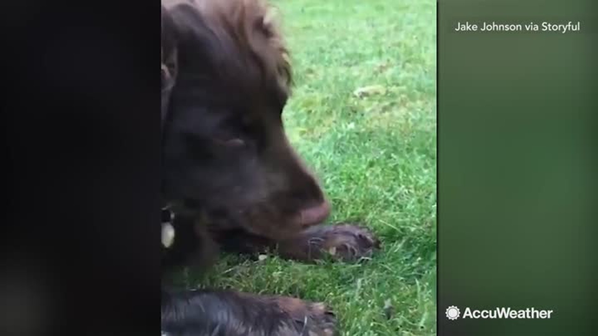 ⁣Playful puppy just wants to make friends with a bee