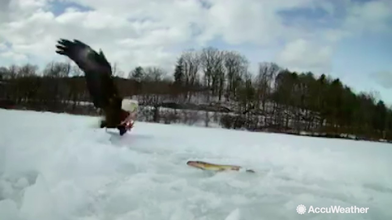 Bald eagle steals ice fisherman's catch