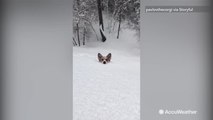 This little corgi navigating deep snow is everything