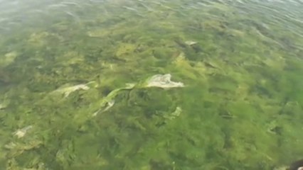 Algas marinas, una rica y poco explorada alternativa de nutrición