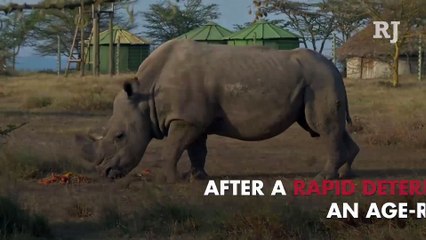 World's Last Male Northern White Rhino Dies