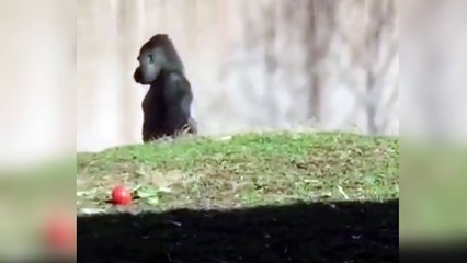 El gorila que camina como un hombre