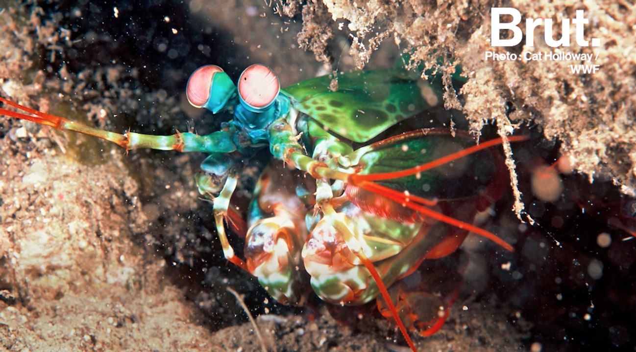 La squille multicolore, une chasseuse redoutable