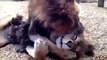 Irmãos leões resgatados de circo não param de se abraçar em reencontro emocionante