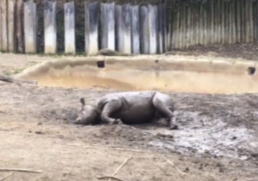 Cincinnati Zoo's Black Rhino Calf Rolls in the Mud