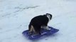 Clever Dog Takes Herself Sledding