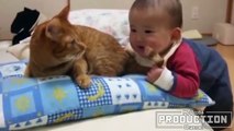 Babies annoying cats – Funny baby