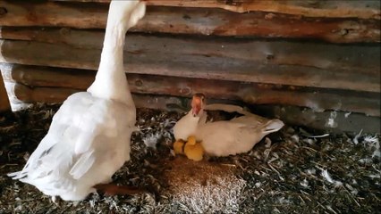 Russian cholmogory geese