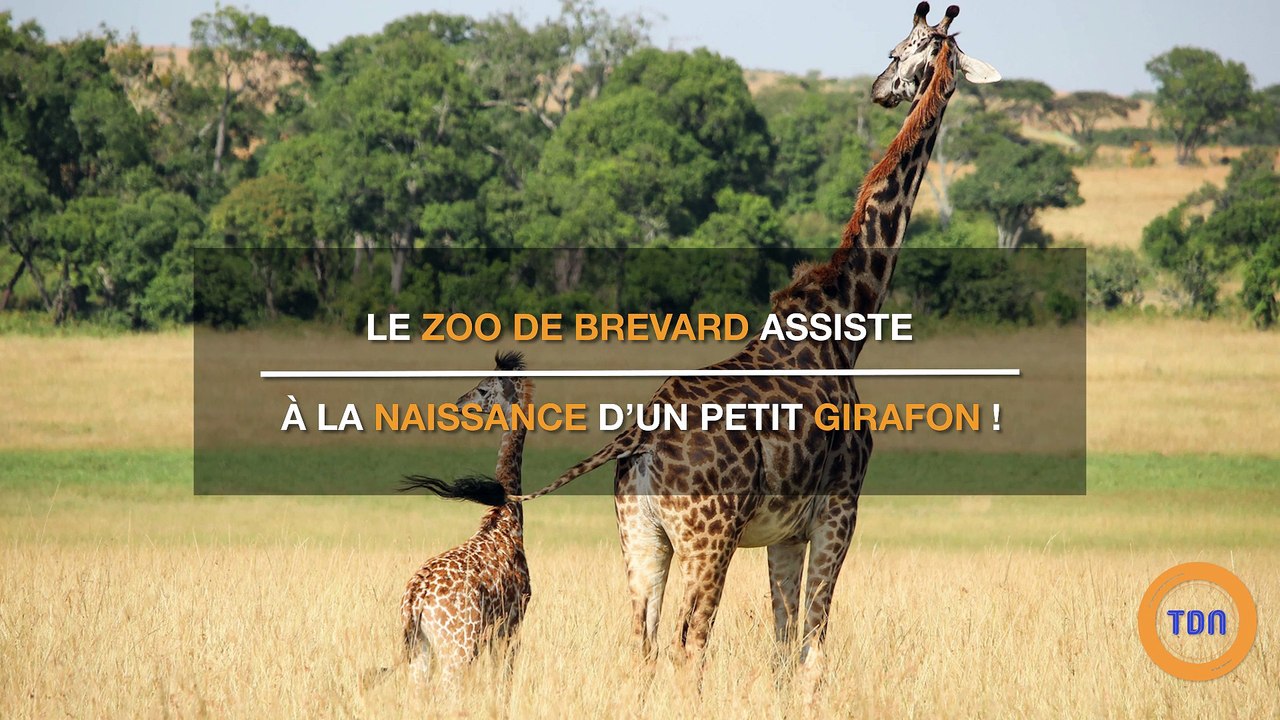 Girafon