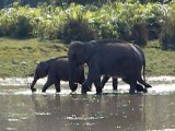 Kaziranga National Park | Kaziranga Wildlife Sanctuary, Assam, India