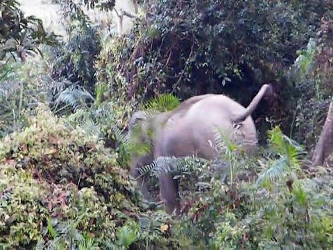 Assam Wildlife Sanctuaries | Wildlife Tour in Kaziranga