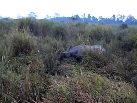 Assam Wildlife Sanctuaries | Wildlife Tour in Kaziranga