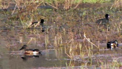 Keoladeo National Park