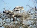 Keoladeo National Park, Bharatpur, India