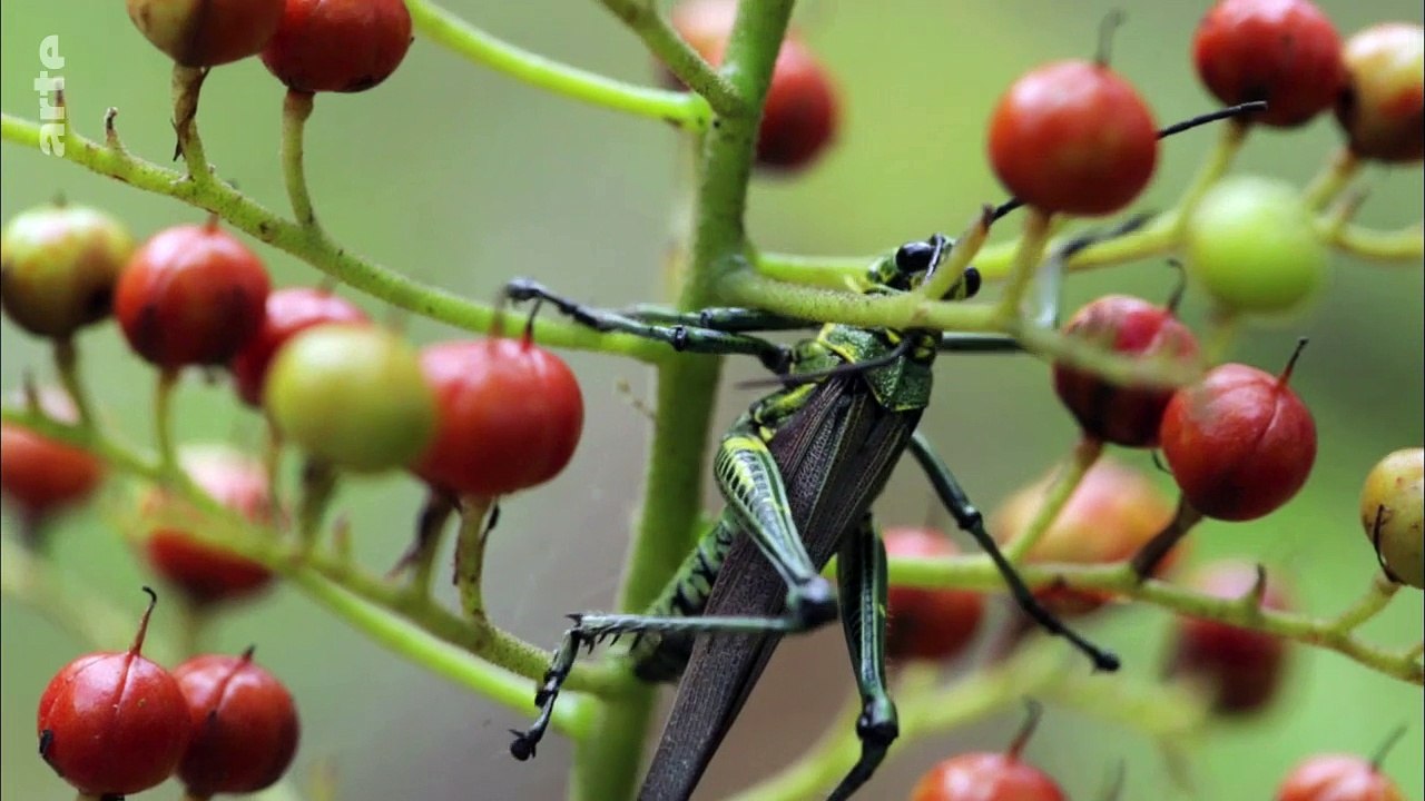 Bolivie, Trafic d'insectes