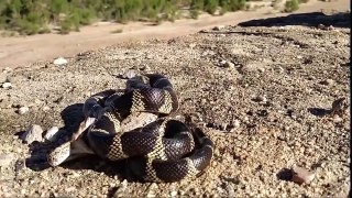 Cobra Snake swallows another Cobra HD कोबरा साँप एक और कोबरा निगलती है
