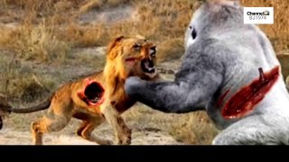 Monkey baboon attacks to boo! _ HD बंदर बाम्बून हमला करने के लिए! _ HD