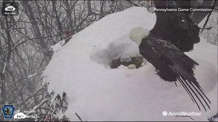 Bald eagle keeps eggs warm during Nor’easter