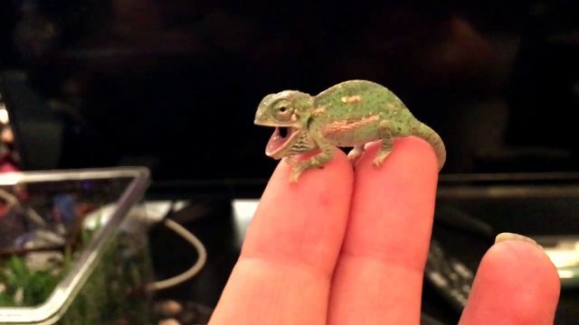 Ce bébé caméléon de 1 jour change de couleur pour la première fois
