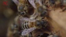 Report: Woman Dies After Receiving 'Bee Acupuncture' Treatment