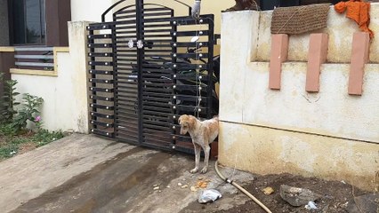 Ils trouvent un chien coincé dans un portail et essaient de le sortir de là