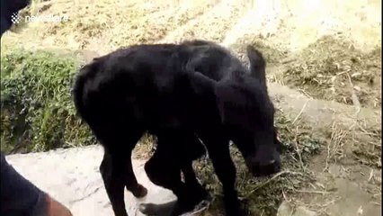 Strange calf born with 6 legs and 2 bottoms