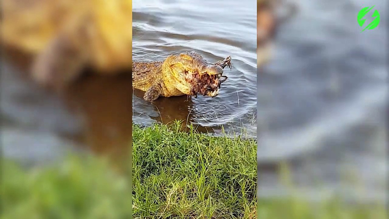 Un crocodile qui déguste une grosse suisse de gazelle... Miam miam
