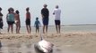 Un grand requin blanc échoué sur la plage va etre sauver de justesse