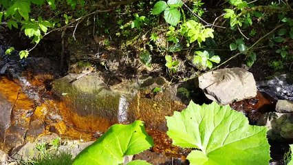 Karadeniz Yaylasında Su Akışı - Kuş Sesleri Eşliğinde