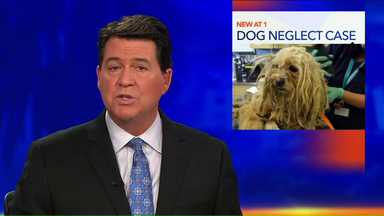 Dog Reported Dead by Owner Found Alive at Home, But Severely Neglected: Authority