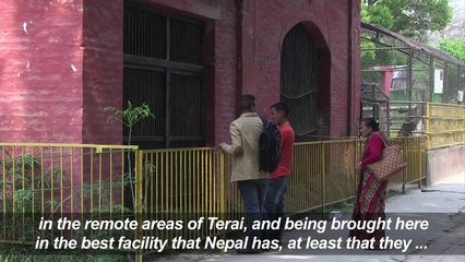 One of Nepal's last dancing bears dies after rescue