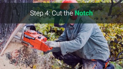 How To Cut Down a Tree With a Chainsaw The Right Way