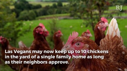 Las Vegas approves urban chicken-keeping