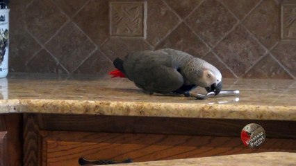 Parrot courtship and romancing the spoon