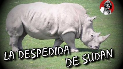 ADIOS AL ULTIMO RINOCERONTE BLANCO (CREANDO CONCIENCIA) | OSCAR JACK