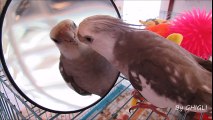 Cockatiel Parrot sings Happy Birthday to You
