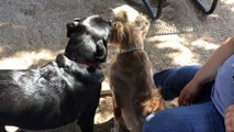 One dog is enjoying this kiss a lot more than the other dog