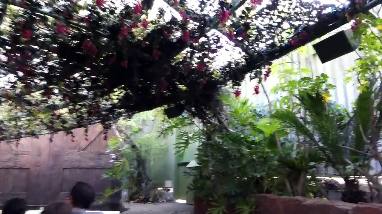 Jurassic Park The Ride River Adventure (HD POV) Universal Studios Hollywood, California