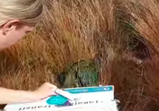 For the First Time in 100 Years, Takahē Released Back Into Wild at Kahurangi