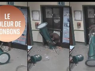 Le voleur le plus stupide du monde