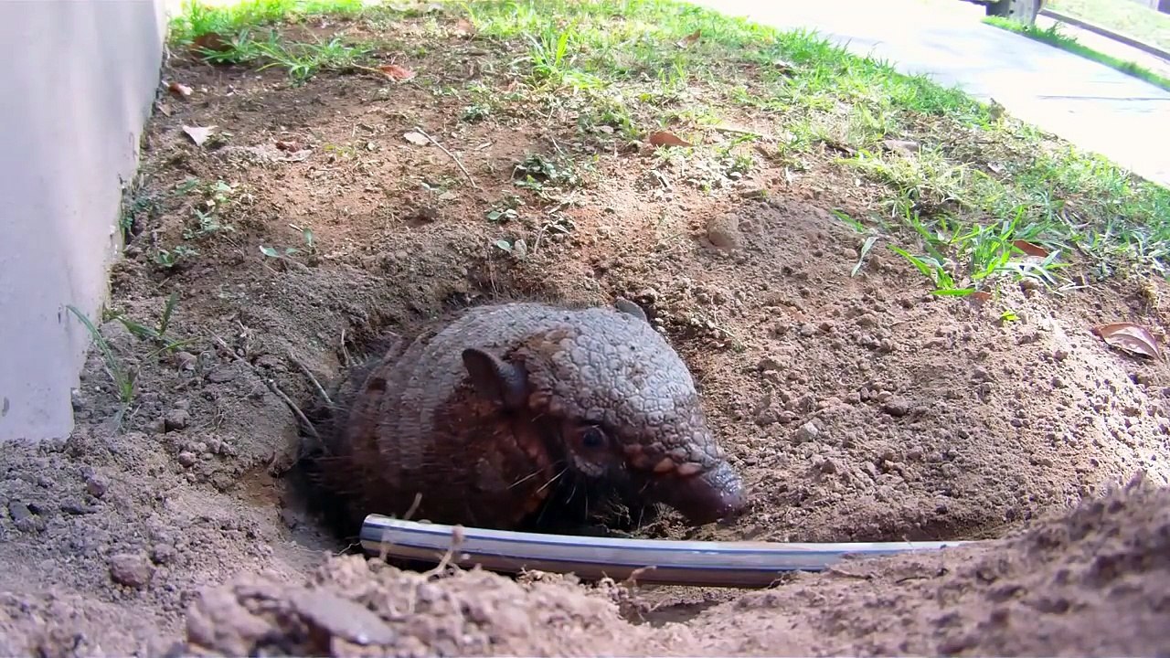 Something out of this hole after watering