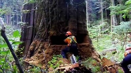 The process of cutting down a Giant Tree