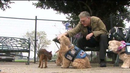 Good Boy: California Dog Up for Humane Hero Award