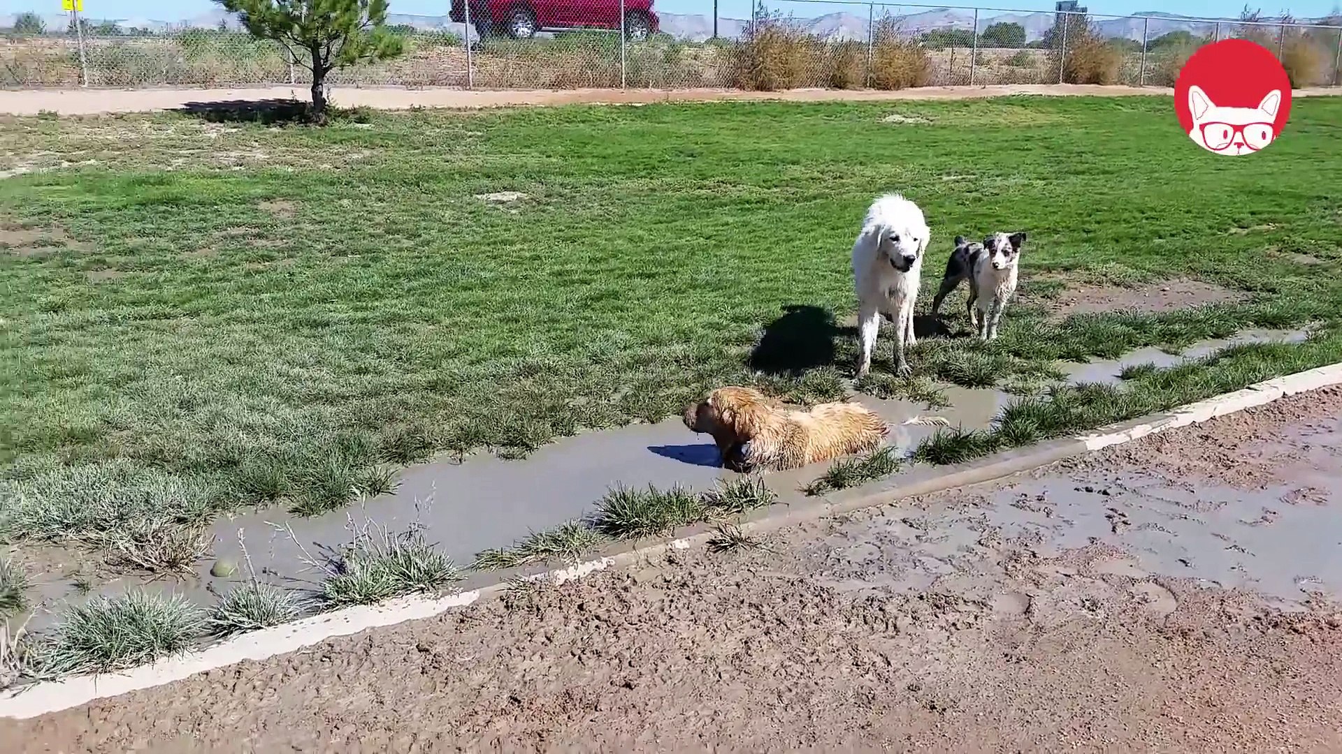 ⁣Dirty Pets - Funny Pet Compilation 2018
