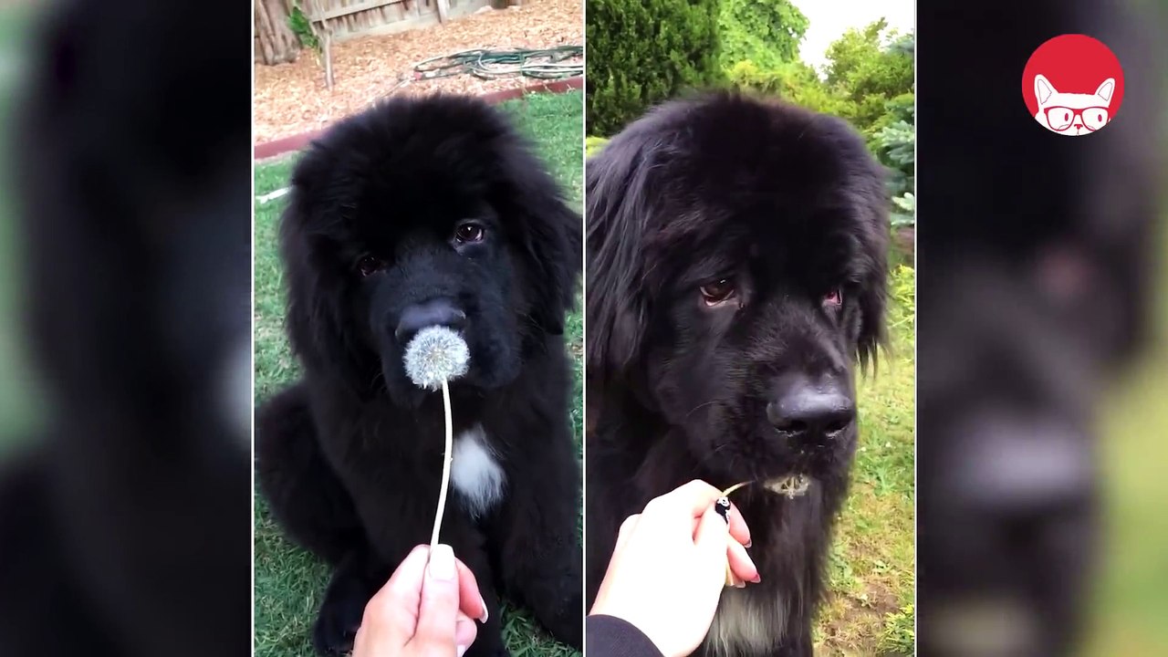 Newfoundland Dogs Compilation - Breed All About It
