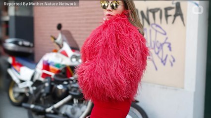 San Francisco Bans Sale Of Animal Fur