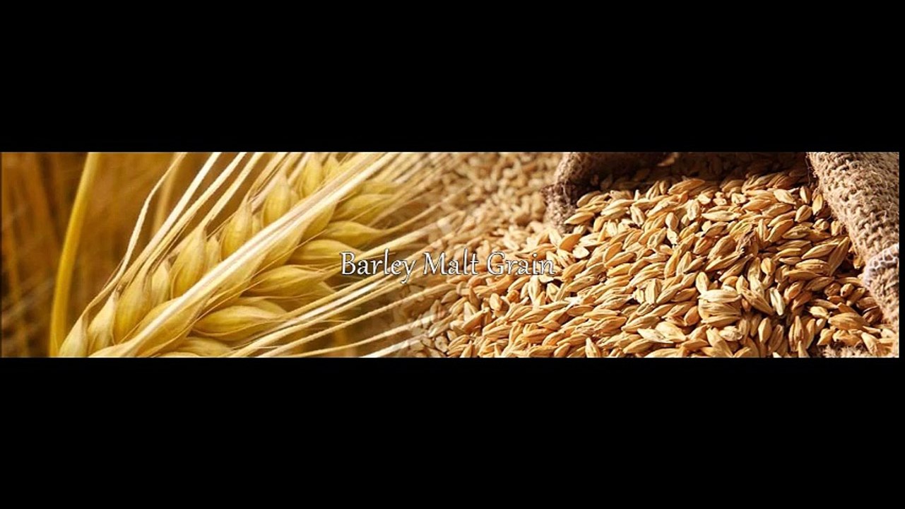 Barley Malt Extract | malt extract powder manufacturer