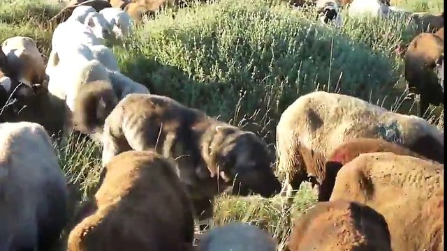 Confus ce chien prend des moutons pour des chiennes