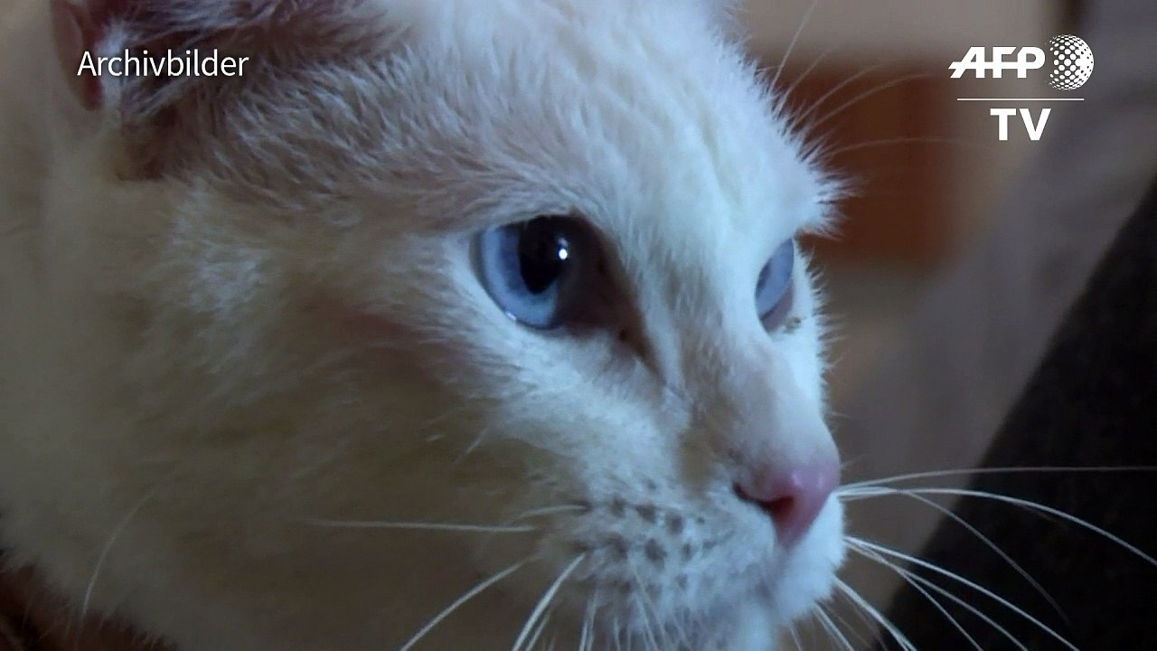 Achilles: Taube Katze, offizielles WM-Orakel