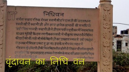 Nidhivan   एक ऐसा वन जिसे रात में देखने वाले या यंहा जाने वाले हो जाते हैं पागल- Seriously Strange